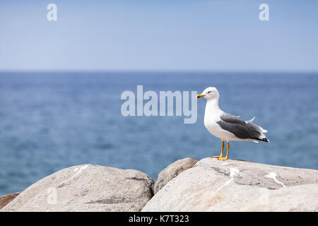 Glaucous gull larus hyperboreus seduto su pietre costiere Foto Stock