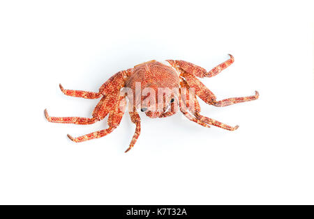 Red shore crab isolato su sfondo bianco con ombra morbida Foto Stock