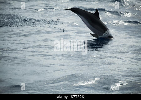 Delfino comune saltando in Oceano Atlantico vicino l'isola di Madeira, Portogallo Foto Stock