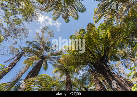 Nuova Zelanda nativi di felci arboree (dicksonia squarrosa) vicino a Rotorua, Nuova Zelanda Foto Stock