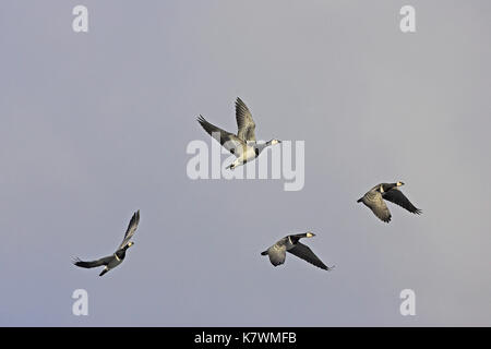 Barnacle goose Branta leucopsis gruppo di 4 in volo, Islay, Scozia Foto Stock