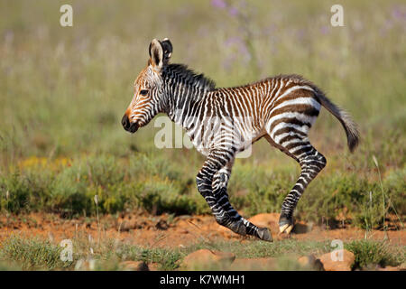 Cape mountain zebra (Equus zebra) puledro in corsa, mountain Zebra National Park, Sud Africa Foto Stock