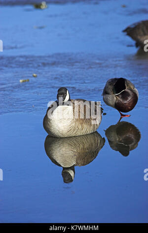 Canada Goose Branta canadensis dormendo su ghiaccio Rio Grande Centro Natura di Albuquerque, Nuovo Messico USA Foto Stock