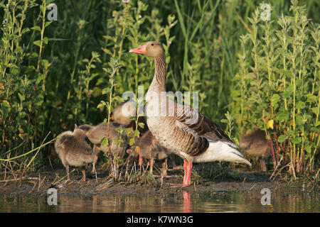 Graylag goose Anser anser coppia con cinque giovani in una palude piscina vicino Tiszaalpar Ungheria Foto Stock