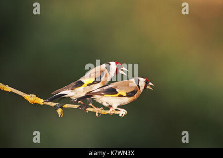 Unione cardellino Carduelis carduelis coppia arroccato su ramoscello vicino piscina potabile Tiszaalpar Ungheria Foto Stock