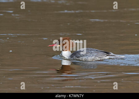 Smergo maggiore Mergus merganser nuoto femminile sul fiume Test inferiore Hampshire e dell' Isola di Wight Wildlife Trust Reserve vicino a Southampton Hampshire Inghilterra U Foto Stock