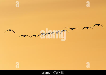 Brent goose Branta bernicla gregge in volo di mattina presto luce sulle paludi Farlington Hampshire e dell' Isola di Wight Wildlife Trust Reserve Hampshir Foto Stock