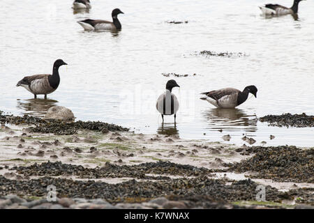 Nero brent goose Branta bernicla nigricans con luce-panciuto brent goose Branta bernicla hrota alimentando in corrispondenza del bordo della baia Foryd SSSI Gwynedd Galles U Foto Stock