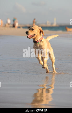 Il Golden Retriever che corre lungo la spiaggia Foto Stock