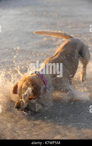 Il Golden Retriever cane recupero palla sulla spiaggia Foto Stock