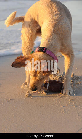 Il Golden Retriever cane recupero palla sulla spiaggia Foto Stock