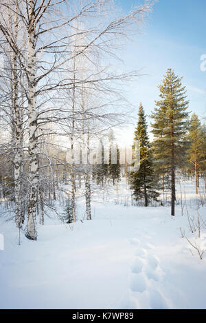 Di pini e di betulle nella neve, Finlandia Foto Stock