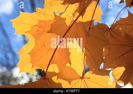 Albero di acero foglie Foto Stock