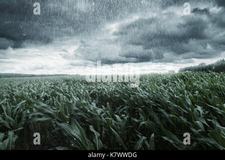 Il mais verde campo nella parte anteriore del drammatico le nuvole e Piove Foto Stock