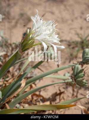 Mare bianco daffodil fioritura nelle dune di Liencres, Cantabria Foto Stock