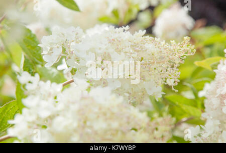 Bianco e rosa hydrangea paniculata naturale sfondo floreale Foto Stock