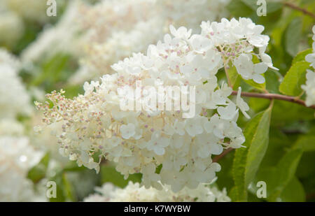 Bianco e rosa hydrangea paniculata naturale sfondo floreale Foto Stock