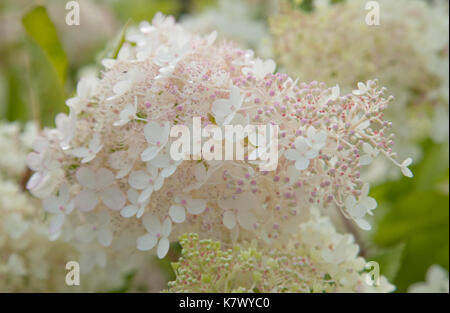 Bianco e rosa hydrangea paniculata naturale sfondo floreale Foto Stock