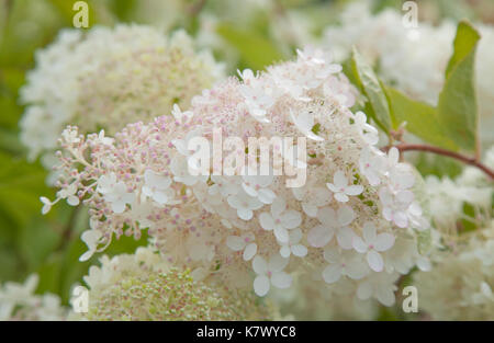 Bianco e rosa hydrangea paniculata naturale sfondo floreale Foto Stock