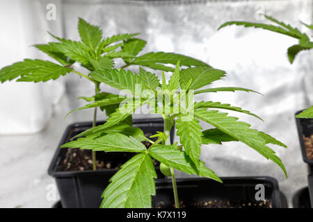Piccola pianta di cannabis coltivata indoor. Foto Stock