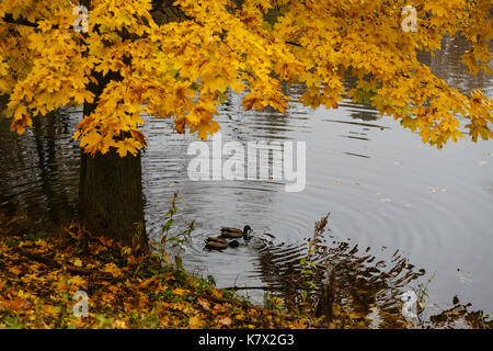 Ramo di acero con foglie d'oro inclinato su un laghetto Foto Stock