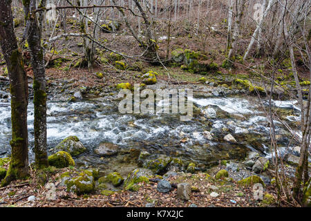 Mountain piccolo fiume che scorre in legno tra il muschio cresciuto con pietre Foto Stock