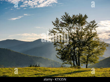 Alcuni alberi sul bordo di un pendio erboso nella luce della sera. incantevole scenario autunnale in montagna Foto Stock