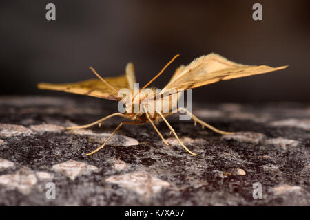 Bloccate la paglia tarma (eulithis pyraliata) adulto a riposo sul tronco di albero, monmouth, Galles, giugno Foto Stock