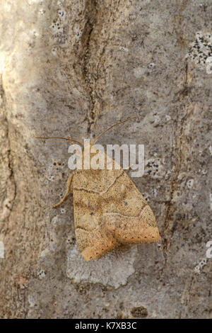 Dun-bar tarma (cosmia trapezina) adulto a riposo sul tronco di albero, monmouth, Galles, agosto Foto Stock