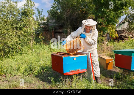 Apicoltore tenendo un nido pieno di api. apicoltore in indumenti da lavoro protettiva di ispezione del telaio a nido d'ape a apiario. apicoltura concetto. apicoltore harve Foto Stock