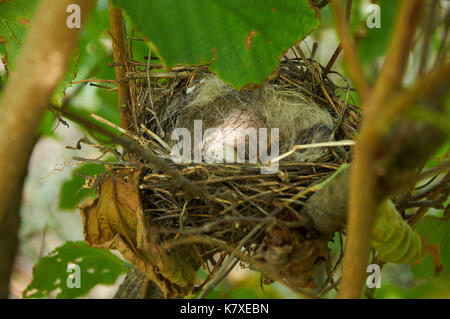 Piccolo nido di uccelli con un uovo nella boccola Foto Stock