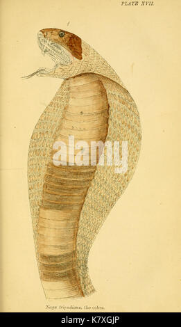 Serpenti indiano (piastra XVII) BHL4390581 Foto Stock