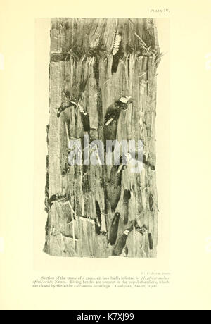 La Foresta Indiana di insetti di importanza economica BHL9787236 Foto Stock