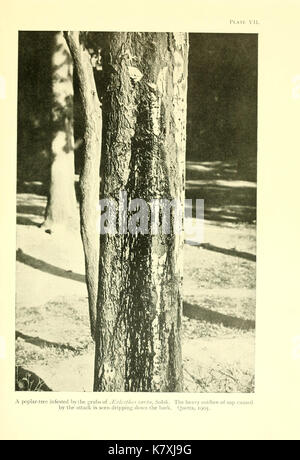 La Foresta Indiana di insetti di importanza economica BHL9787270 Foto Stock