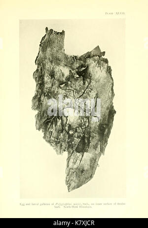 La Foresta Indiana di insetti di importanza economica BHL9787800 Foto Stock