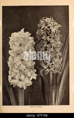 J.M. Thorburn e Co. annuale del catalogo descrittivo dei semi di fiori (15147492857) Foto Stock
