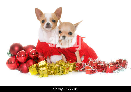 Cuccioli chihuahua e di natale di fronte a uno sfondo bianco Foto Stock