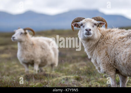 Islanda - Icelandic Sheep nei pressi di Þingvellir Foto Stock