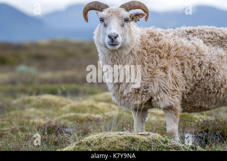 Islanda - Icelandic Sheep nei pressi di Þingvellir Foto Stock