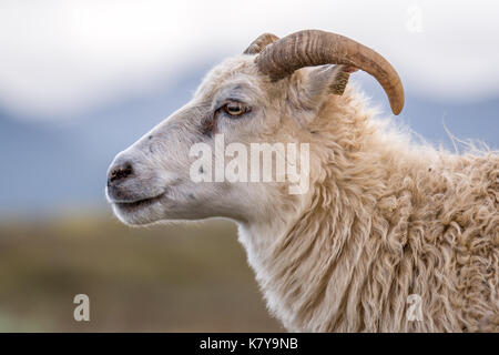 Islanda - Icelandic Sheep nei pressi di Þingvellir Foto Stock