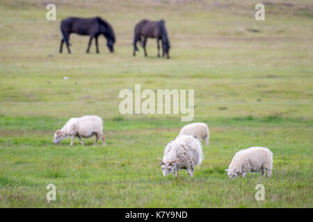 Islanda - Icelandic Sheep nei pressi di Þingvellir Foto Stock