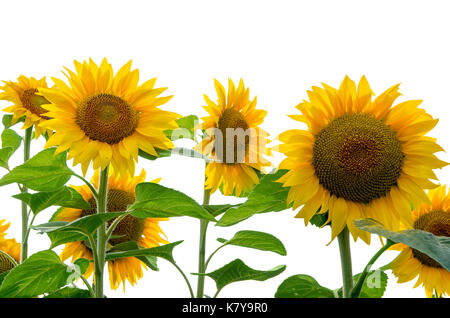 Girasole isolati su sfondo bianco Foto Stock