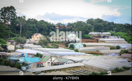 Agricoltura plantation in campagna a dalat, Vietnam. da lat è situato a 1.500 m sopra il livello del mare sull'altopiano langbian. Foto Stock