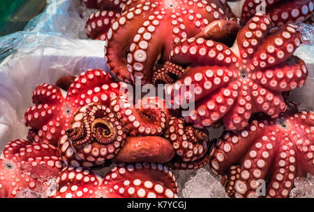 Red live octopus presso il mercato del pesce di Tsukiji, Tokyo, Giappone Foto Stock