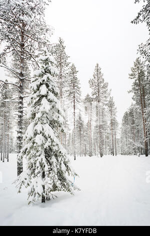 Foresta con neve, Kuertunturi, Äkäslompolo, Lapponia, Finlandia Foto Stock