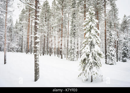 Foresta con neve, Kuertunturi, Äkäslompolo, Lapponia, Finlandia Foto Stock