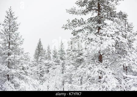 Foresta con neve, Kuertunturi, Äkäslompolo, Lapponia, Finlandia Foto Stock