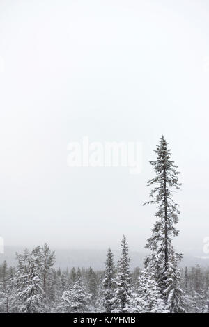 Foresta con neve, Kuertunturi, Äkäslompolo, Lapponia, Finlandia Foto Stock