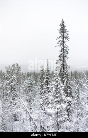 Foresta con neve, Kuertunturi, Äkäslompolo, Lapponia, Finlandia Foto Stock