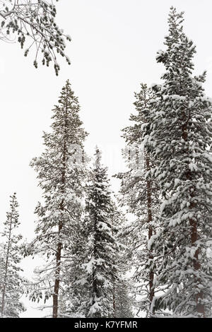 Foresta con neve, Kuertunturi, Äkäslompolo, Lapponia, Finlandia Foto Stock